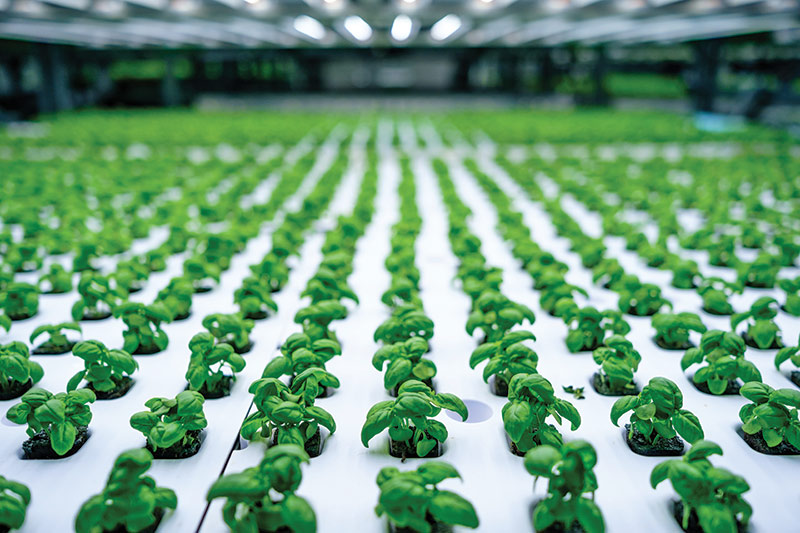 Bowery Farming Turns to Automated Storage and Retrieval Systems to Elevate Vertical Farming