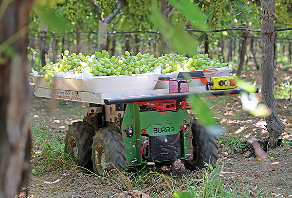 Burro Raises $10.9M Series A to Commercialize Collaborative Agricultural Robot