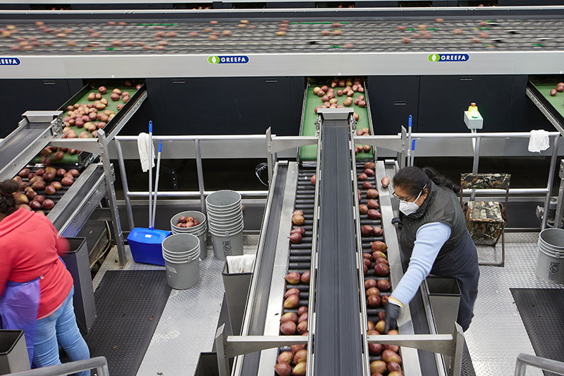 Inside Mount Adams Fruit: Bringing automation to fresh fruit distribution